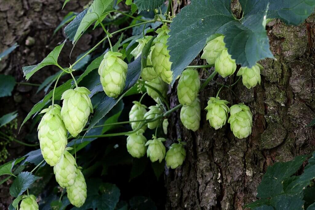 Celeia Hops