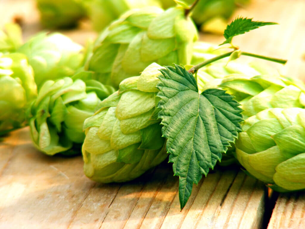 Styrian Golding Hops