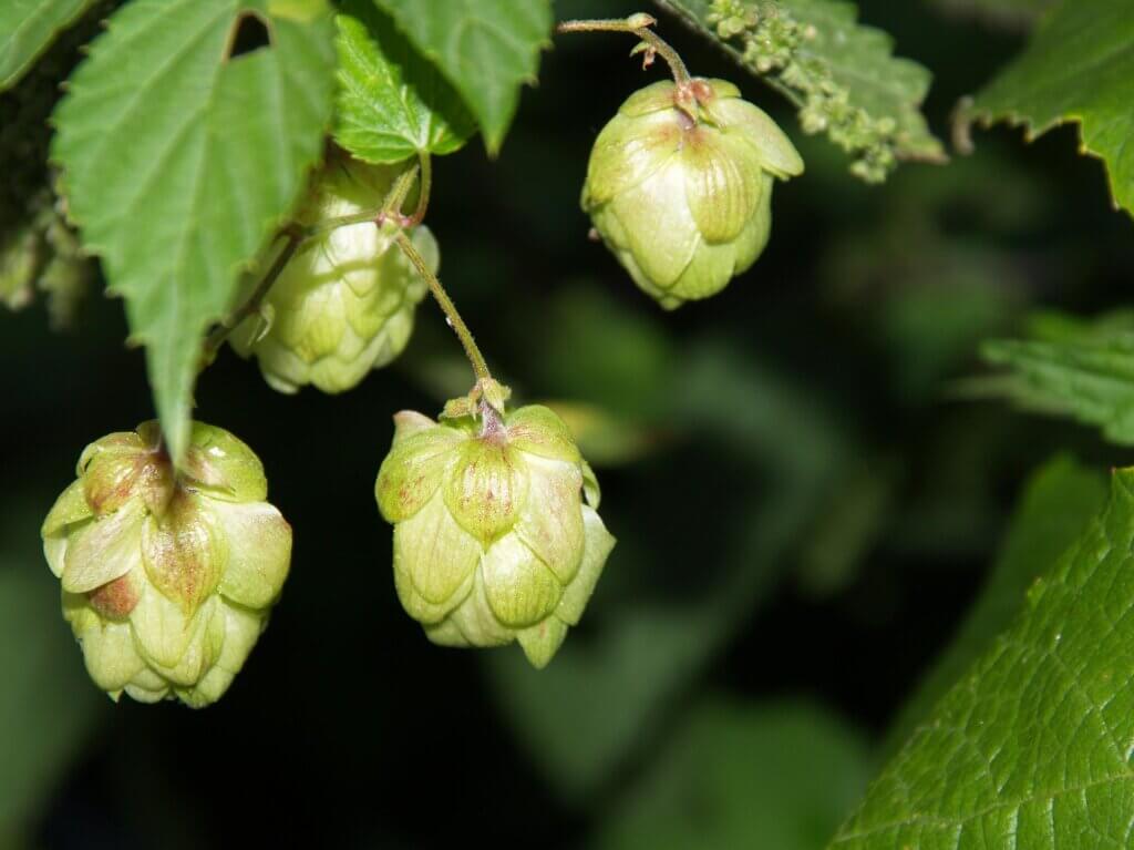 Toyomidori Hops