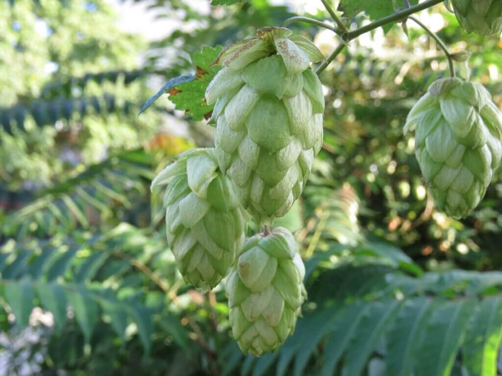 Belma Hops