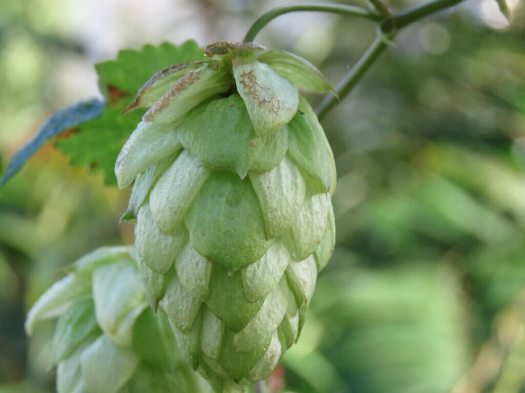 Aurora Hops