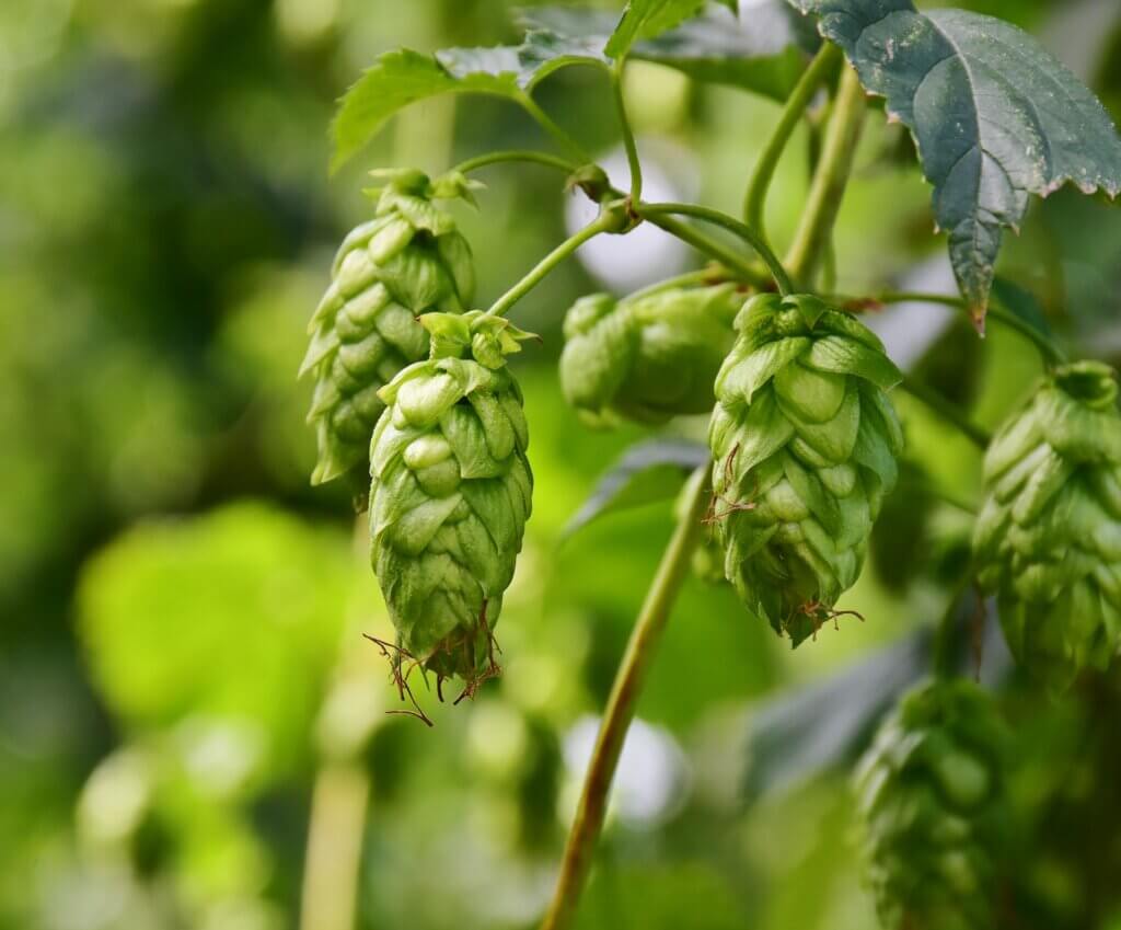Sabro Hops