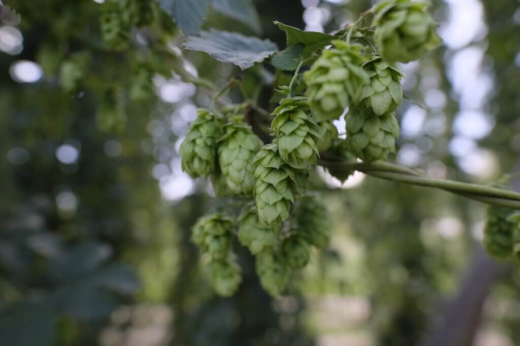 Newport Hops