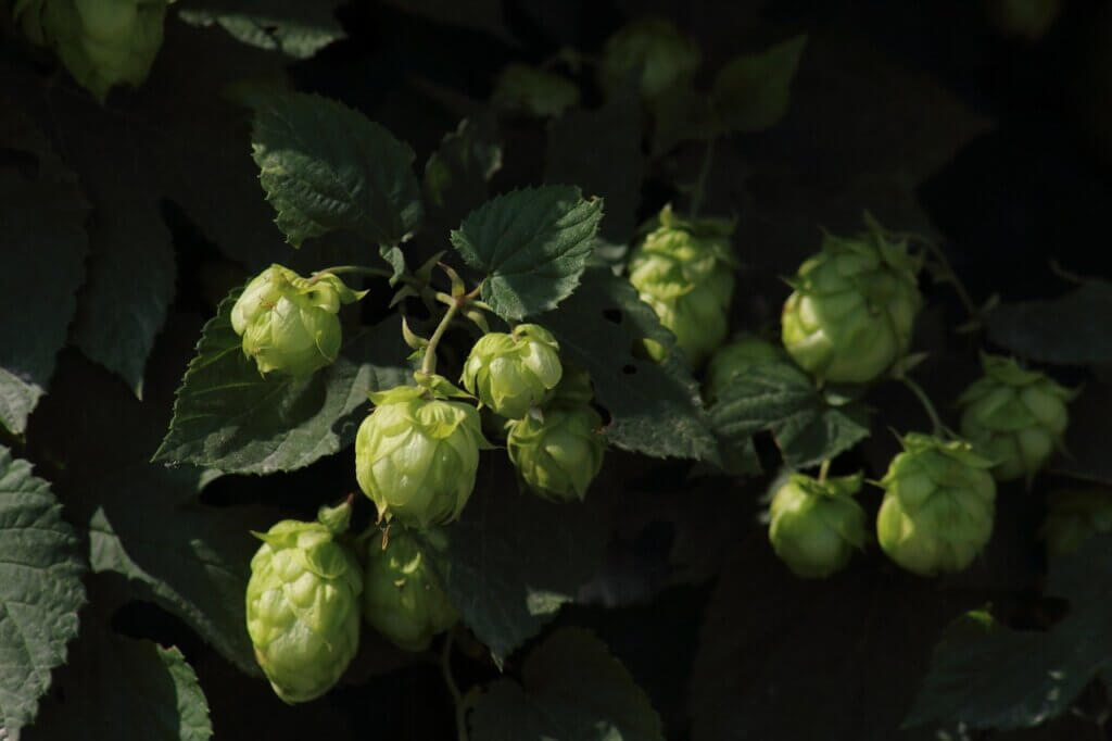 Bouclier Hops