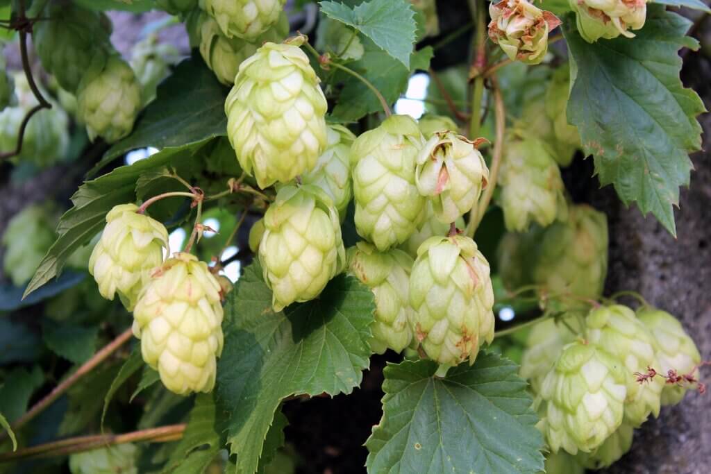 Styrian Gold Hops