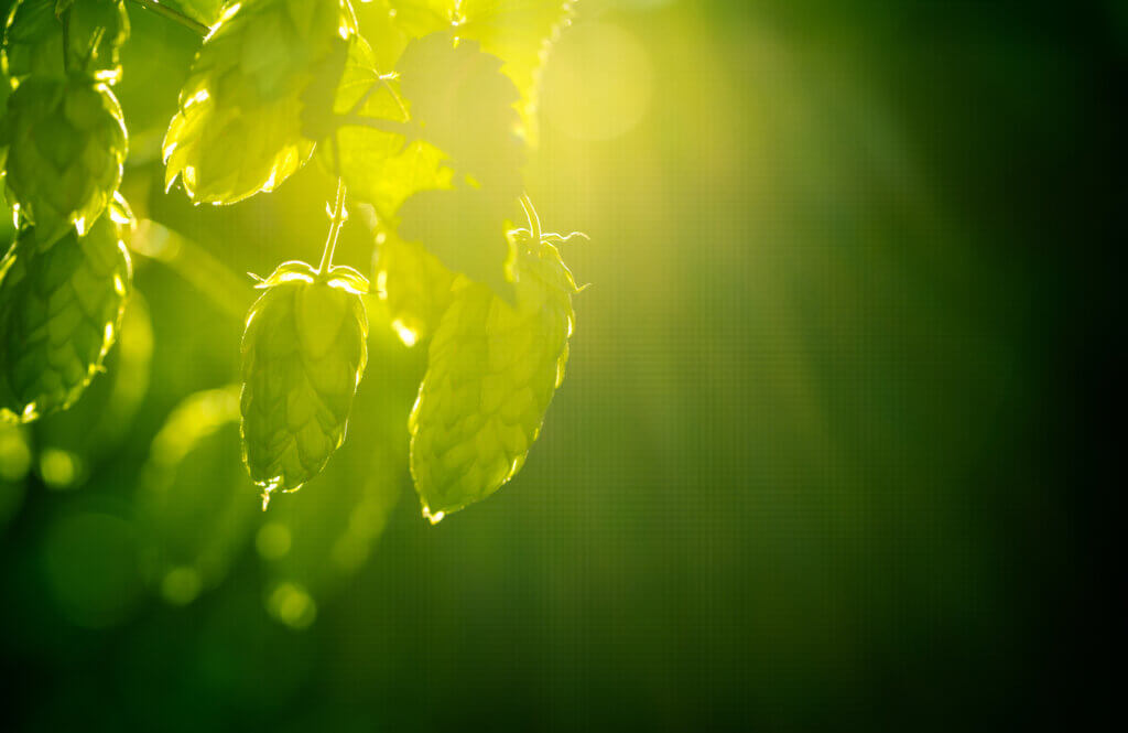 Essential Oils in Hops