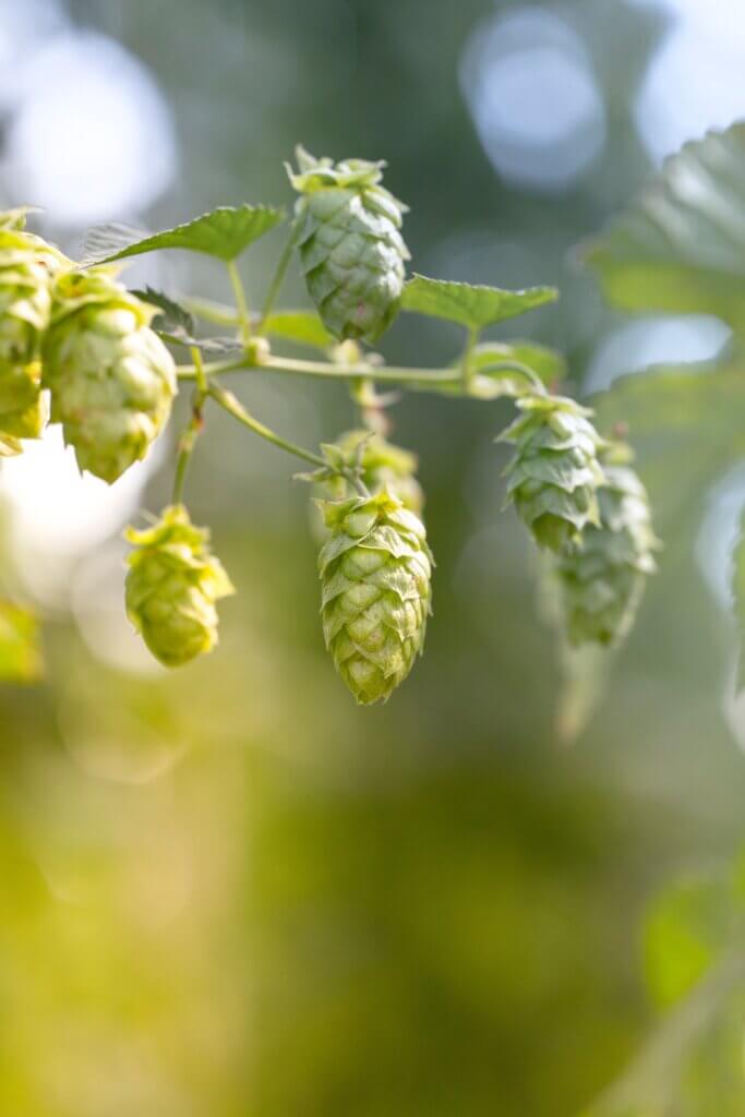 Ahtanum Hops