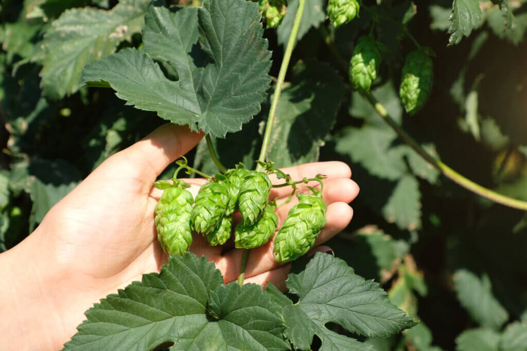 Calypso Hops