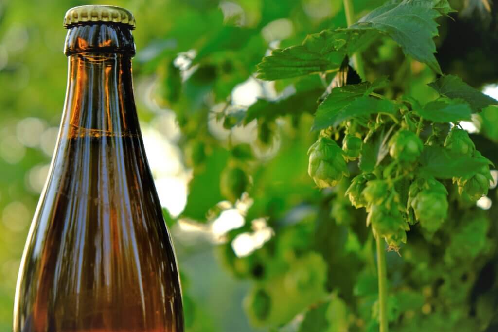 Hops in Brewing