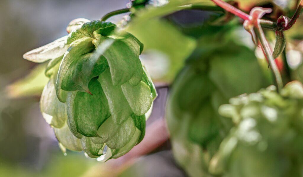 Précoce de Bourgogne