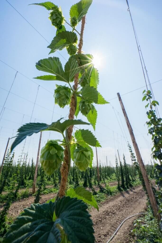 Whitbread Golding Hops