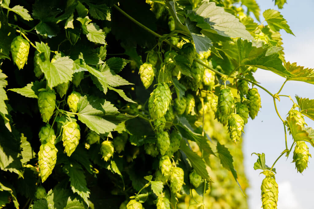 Sultana Hops