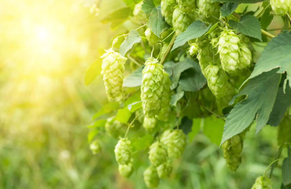Cascade Hops