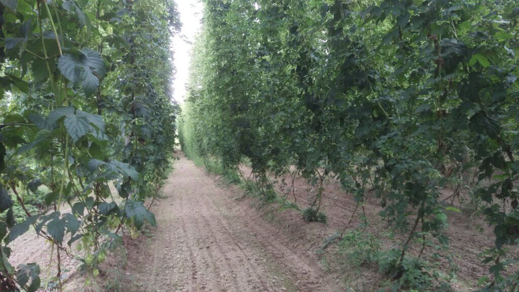 Tsingdao Flower Hops