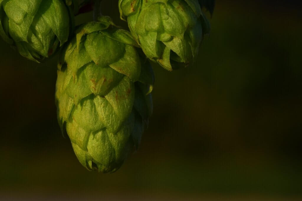 Hops Properties: Stress and Insomnia