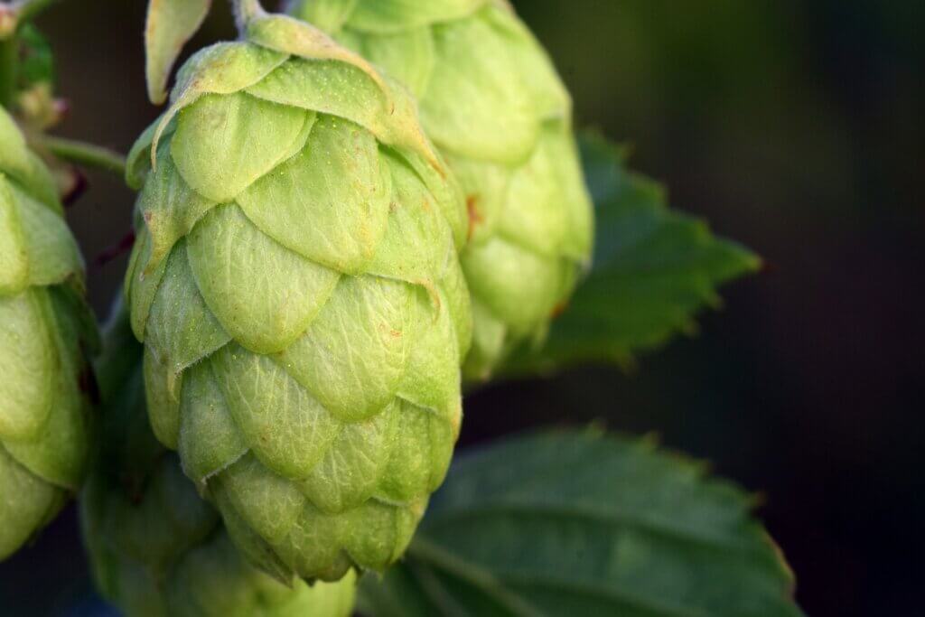 Hops Properties in Natural Skincare