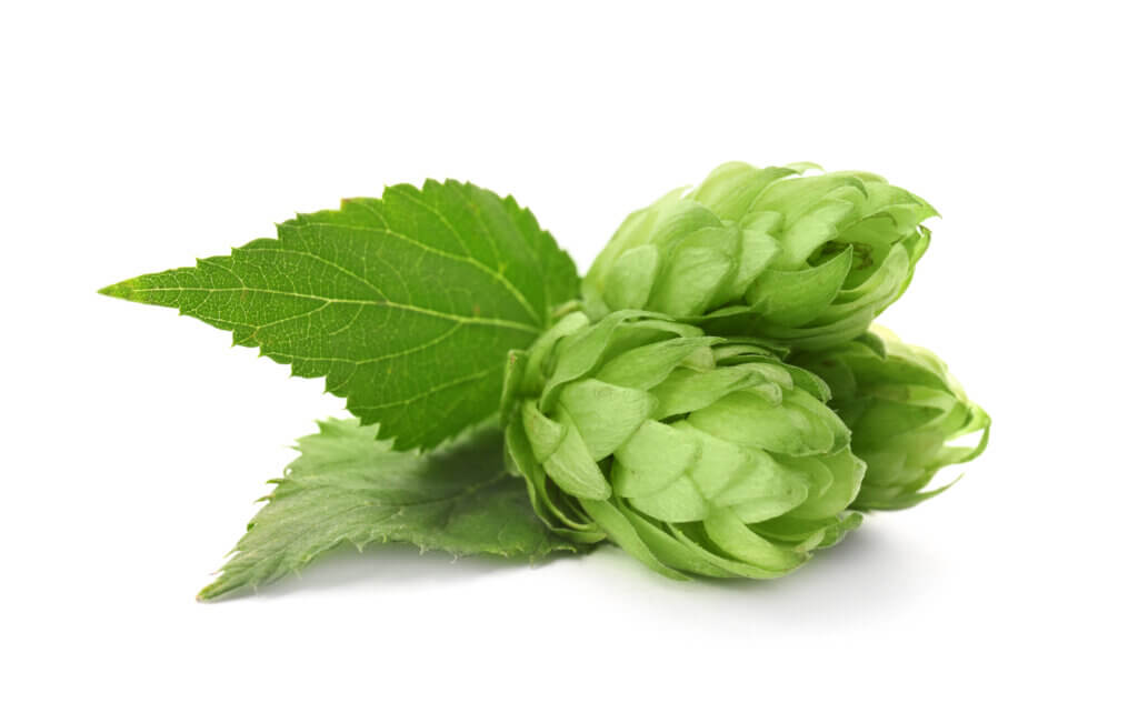 Hops vs Bacteria