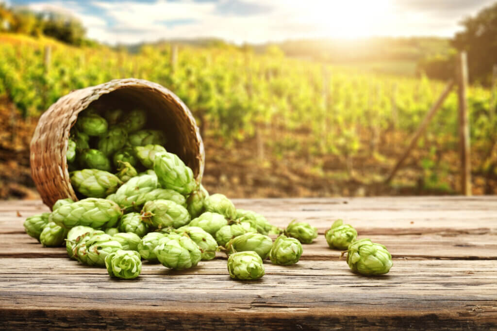 Hops vs Menopause