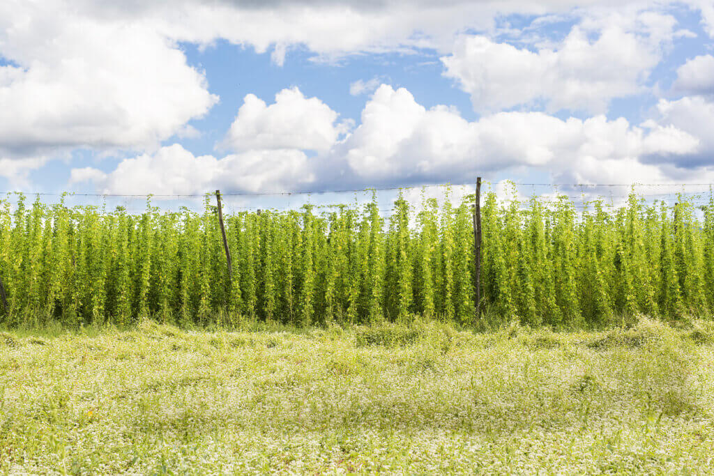 Hops and Breathing