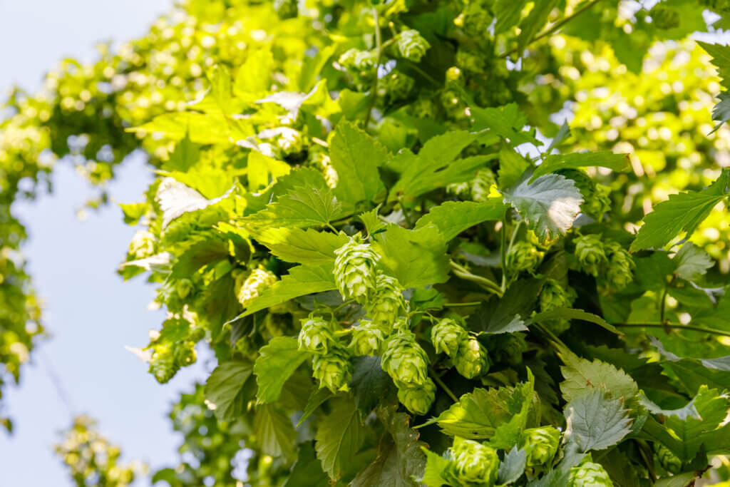 Chinook Hops