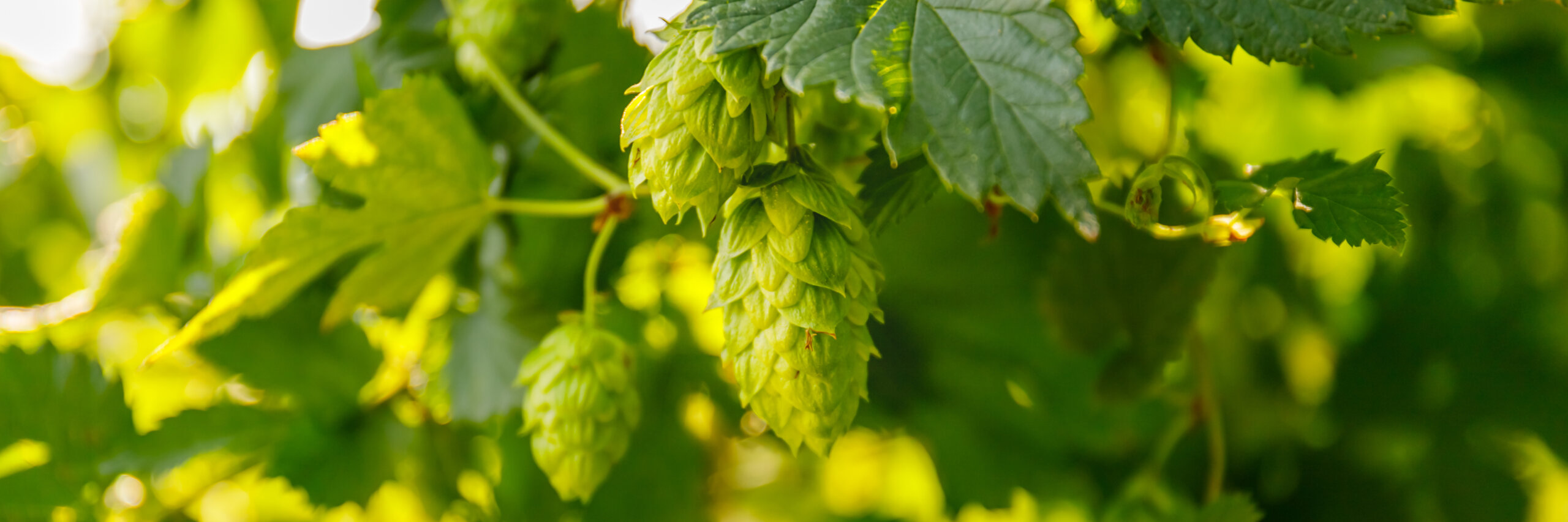 Smaragd Hops and Best Beer Styles: Hop-timizing Your Brew with this Gem ...