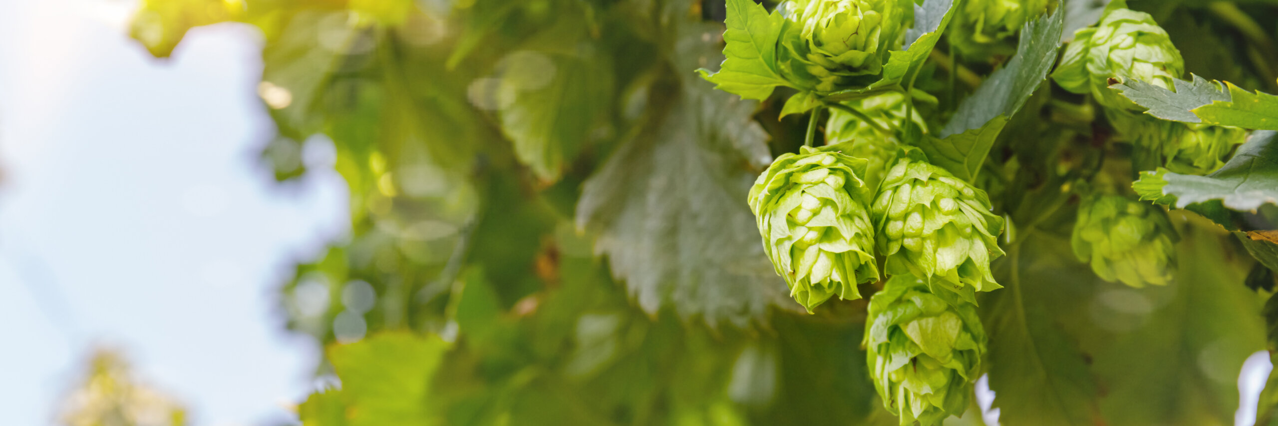 Sorachi Ace Hops: Unleashing the Ninja of the Hop World – Hopsmatcher