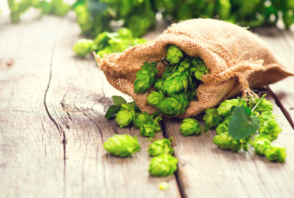 Neutral Aroma in Hops