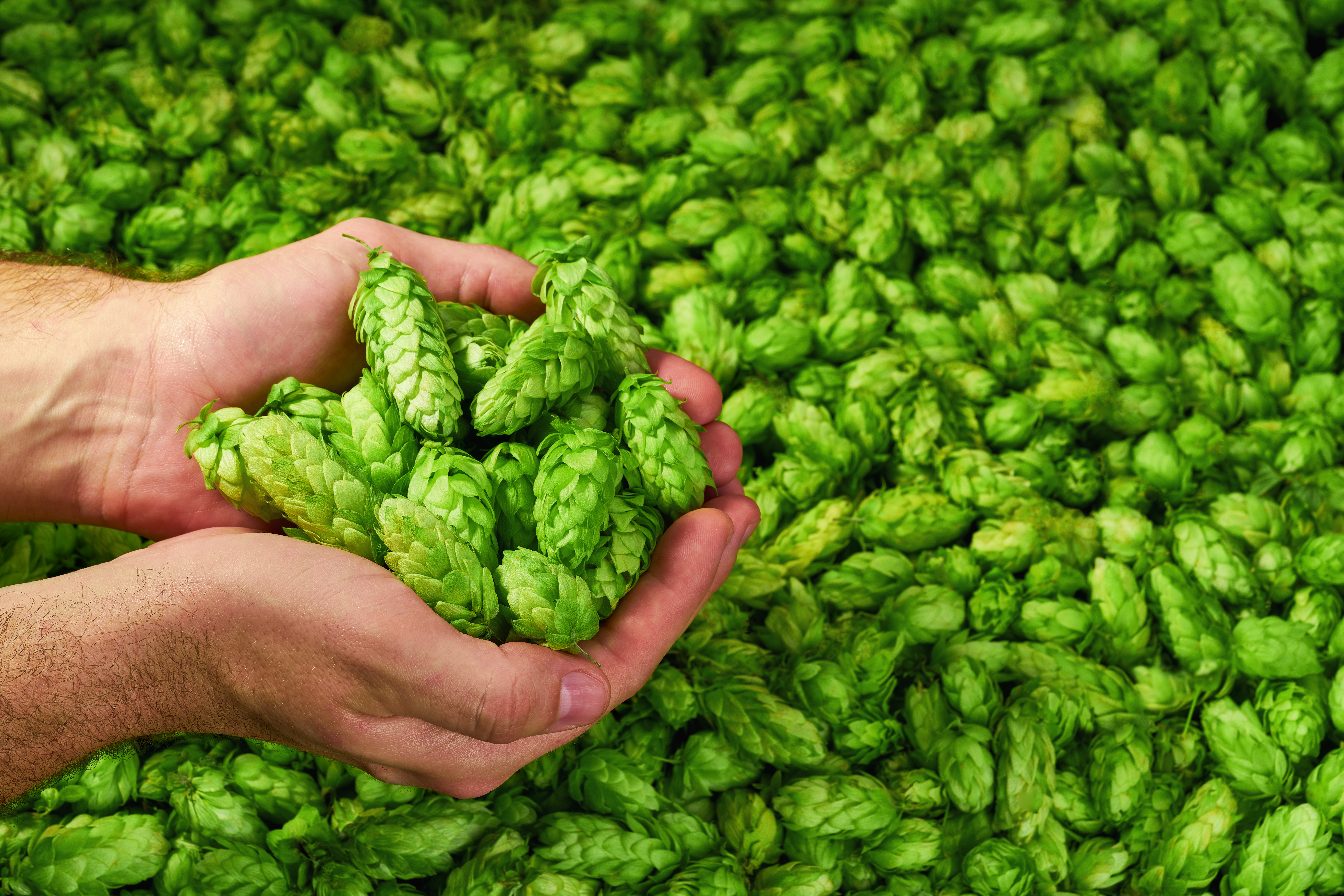 Floral Aroma in Hops