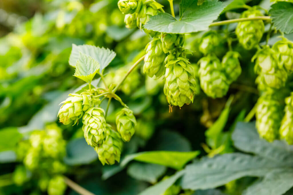 Berries Aroma in Hops