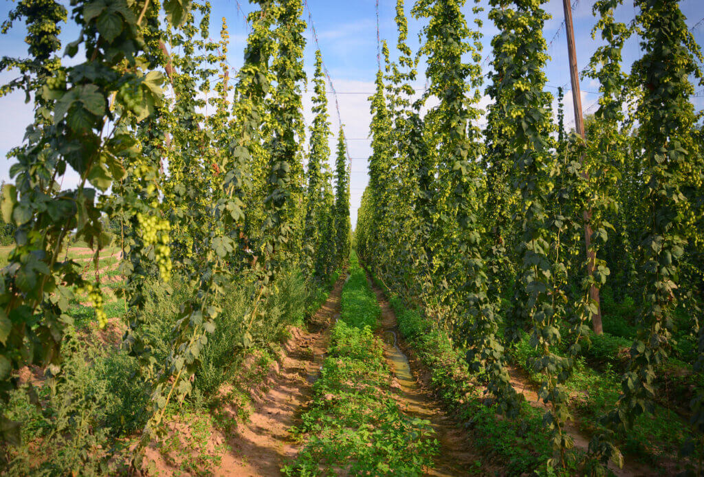Earthy Aroma in Hops