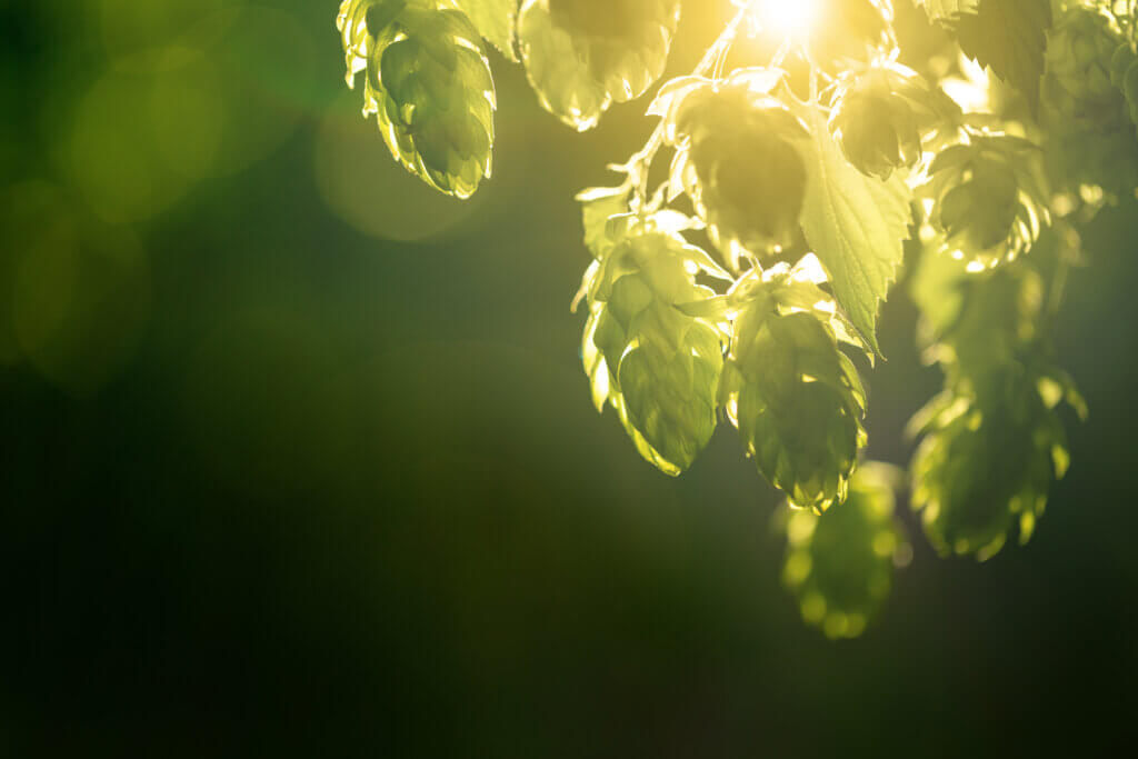 Citrus Aroma in Hops