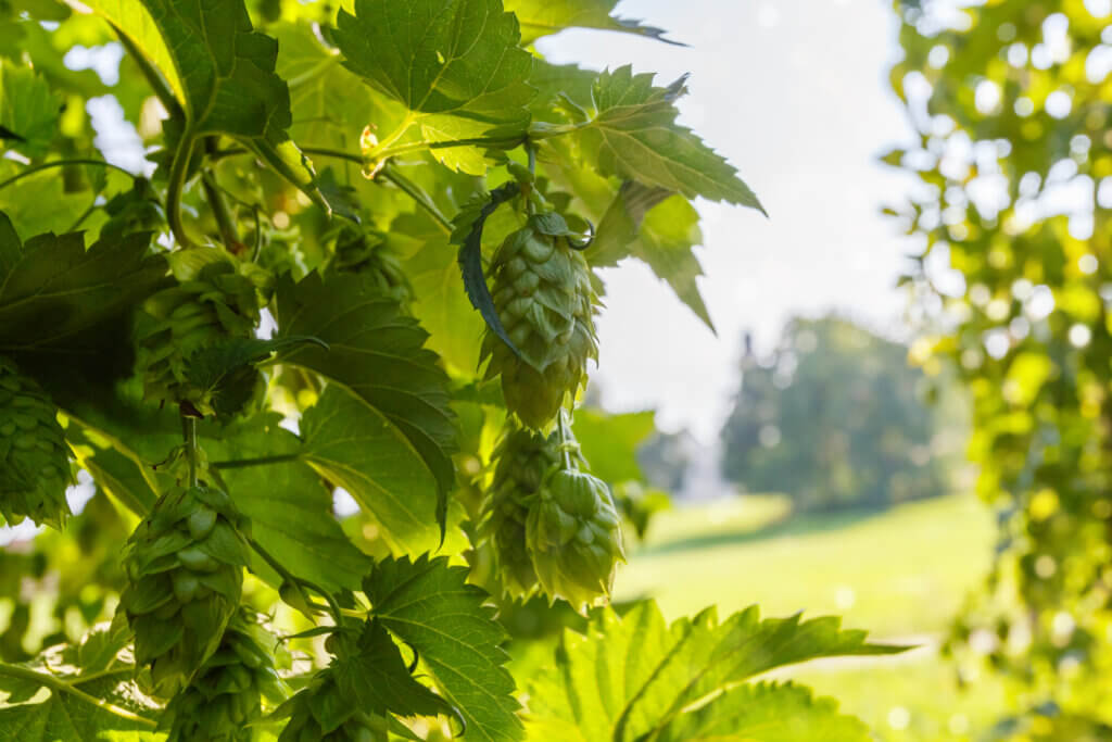Resinous Aroma in Hops