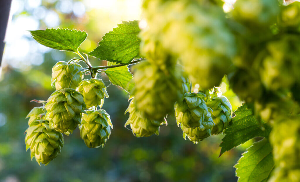 Tropical Fruits Aroma in Hops