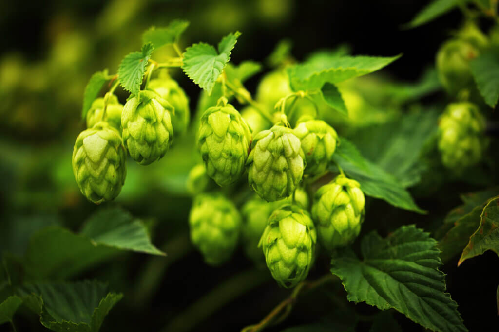 Noble Aroma in Hops