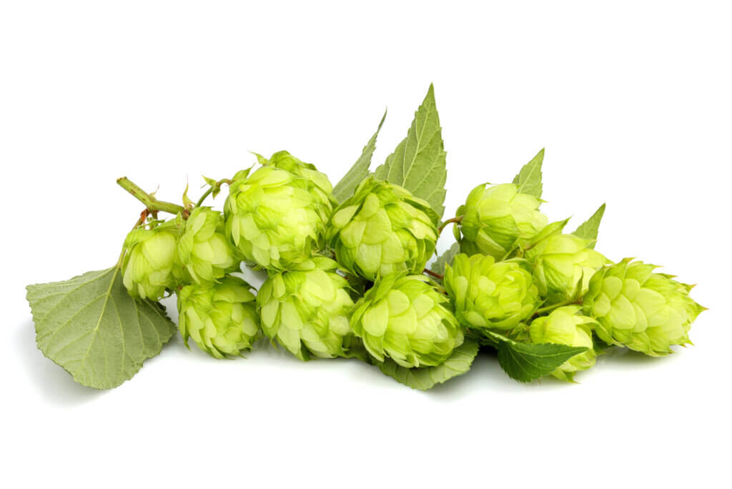 Tangerine Aroma in Hops
