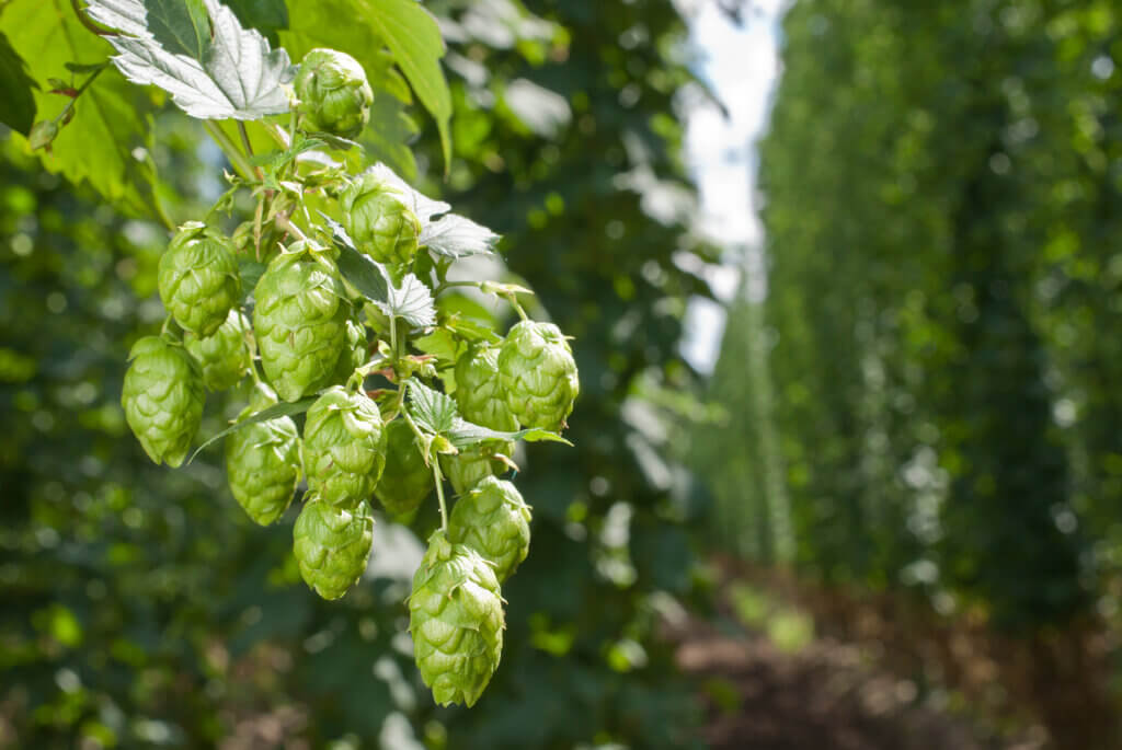Piney Aroma in Hops