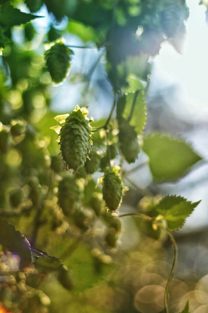 Elderflower Aroma in Hops
