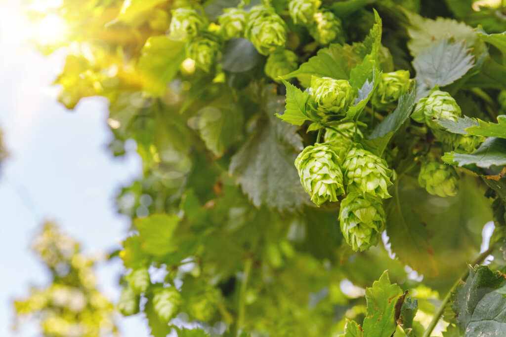 Stone Fruits Aroma in Hops