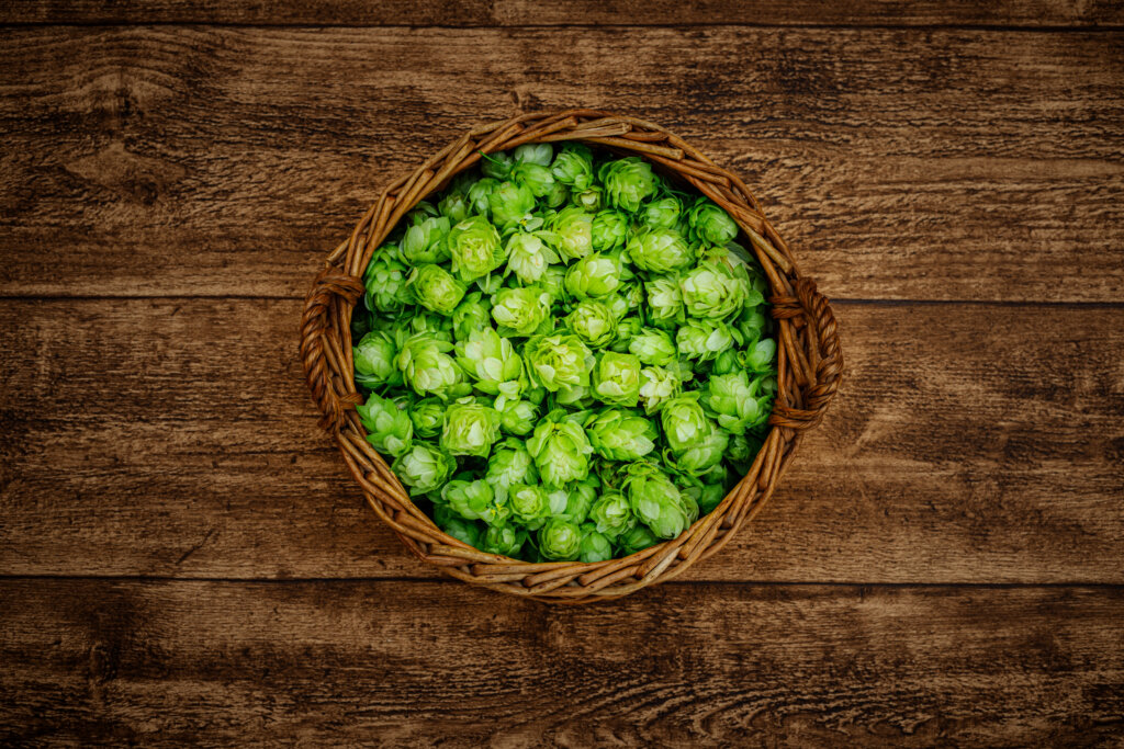 Melon Aroma in Hops: