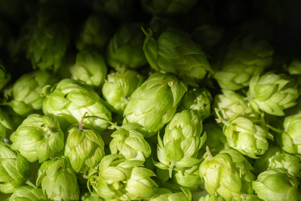 Mango Aroma in Hops