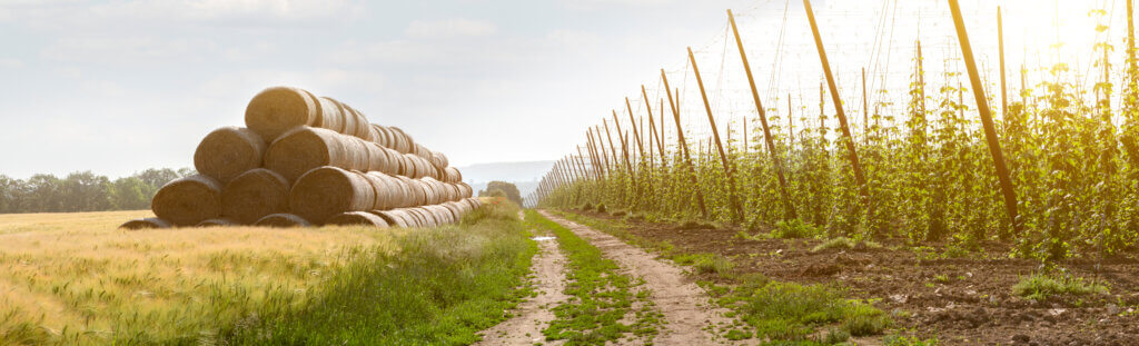 Hay Aroma in Hops