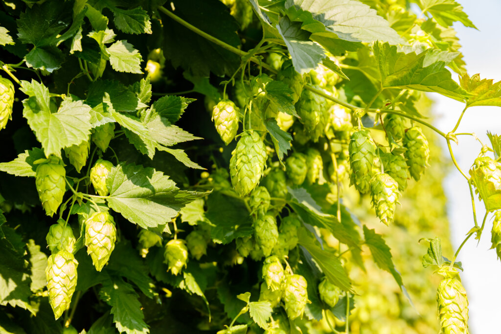 Green Pepper Aroma in Hops
