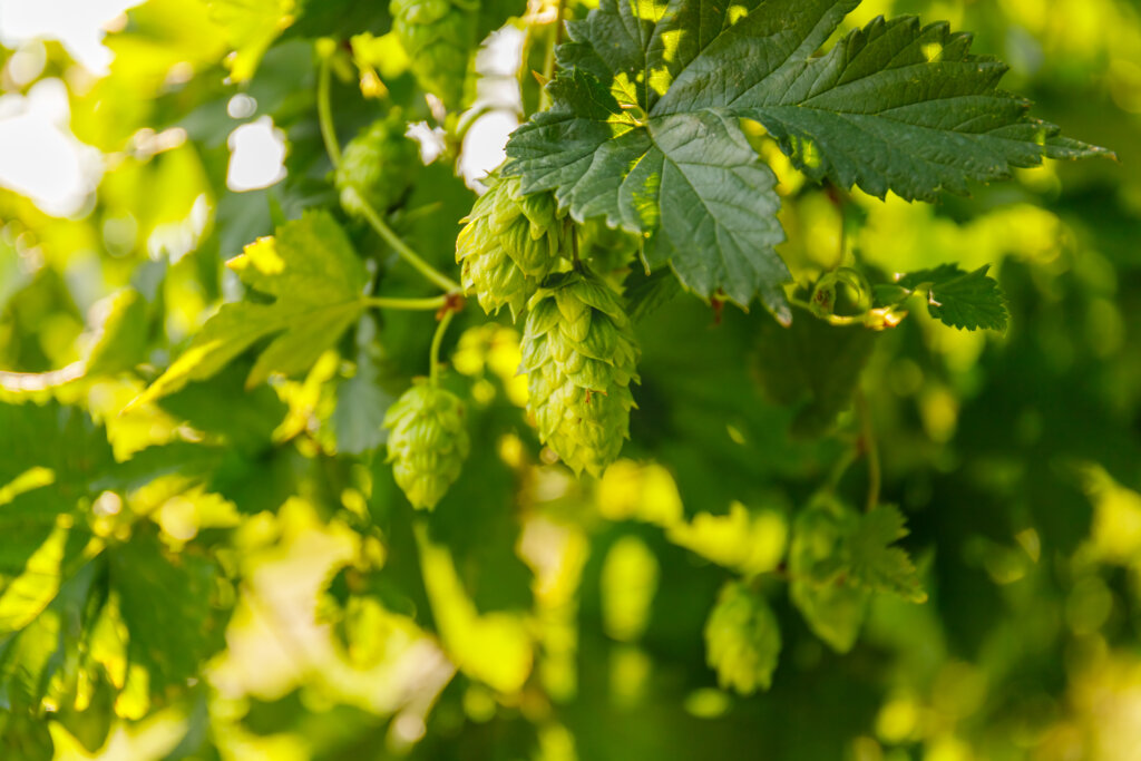 Orange Aroma in Hops