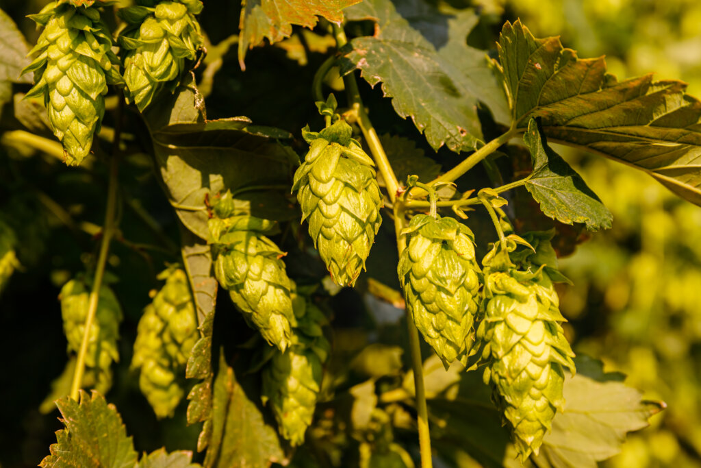 Chocolate Aroma in Hops