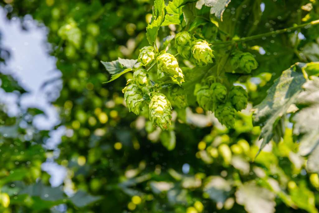 Black Pepper Aroma in Hops