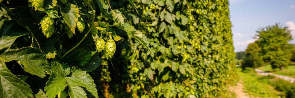 Curry Aroma in Hops