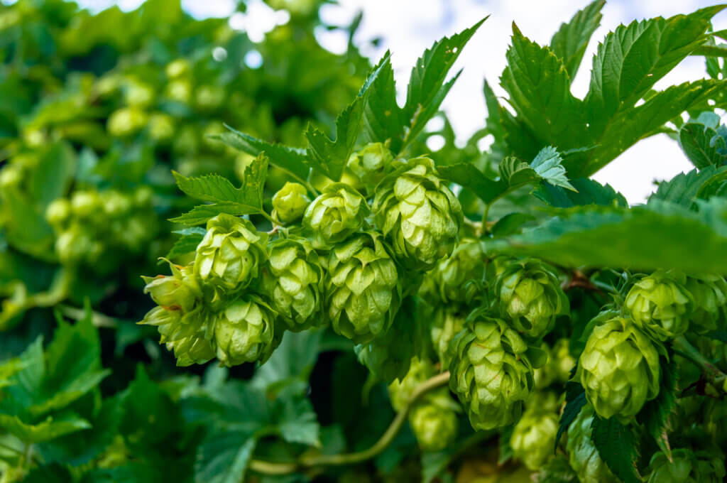 Spice Aromas in Hops