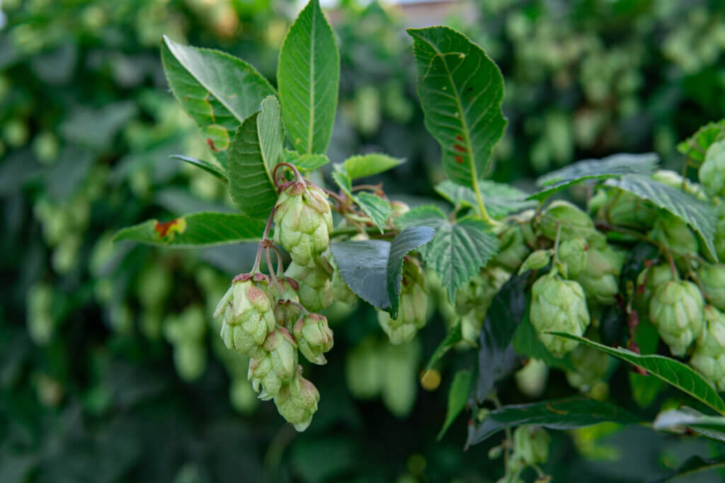 Sage Aroma in Hops