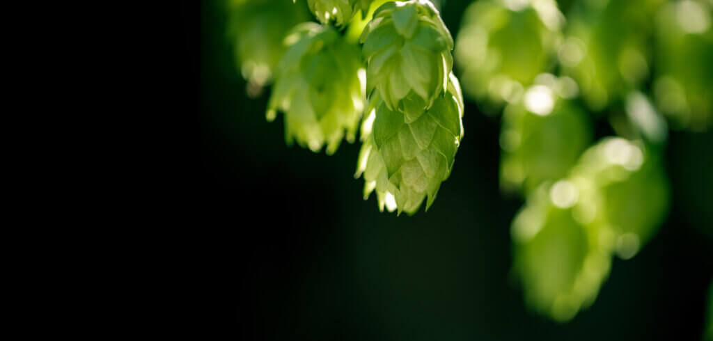 Molasses Aroma in Hops