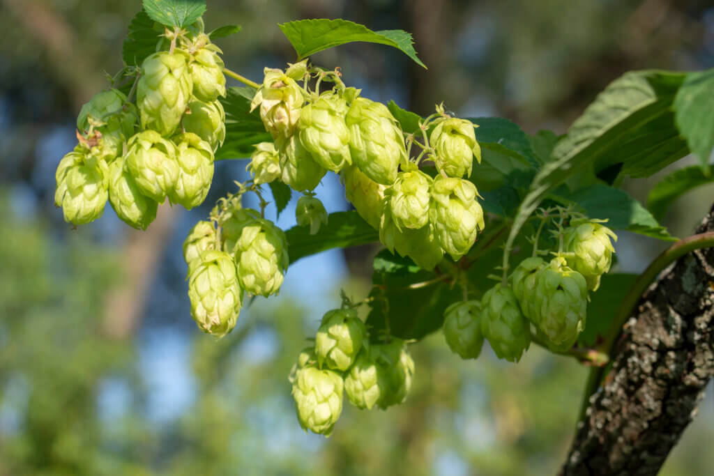 Cherry Aroma in Hops